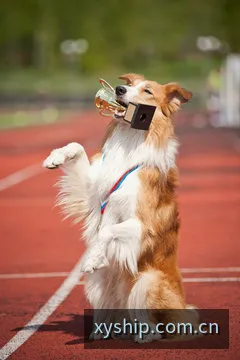 幸运飞艇历史开奖记录归档